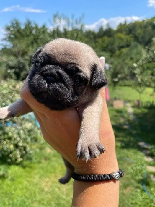 Бебе мопс търси любящо семейство