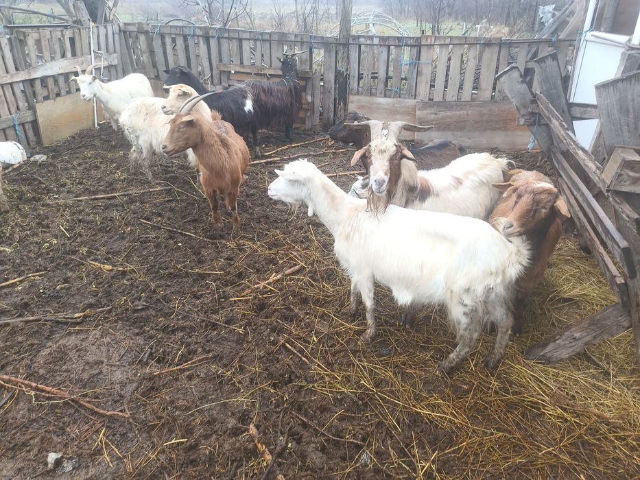 Capre de vânzare  gestante