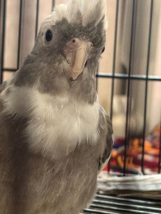 Продам попугаев с клеткой