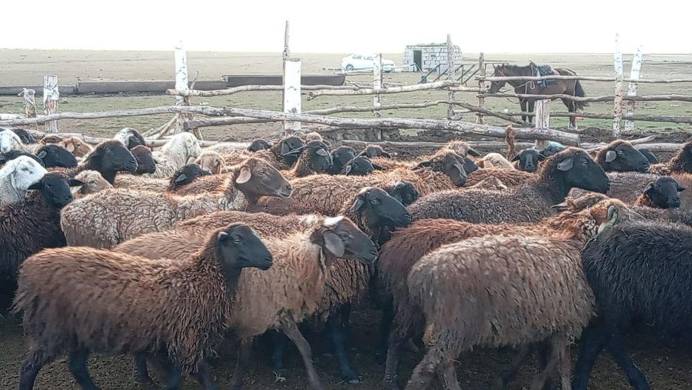 Продам баран овцематок