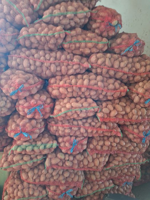 Cartofi pentru samanta si animale