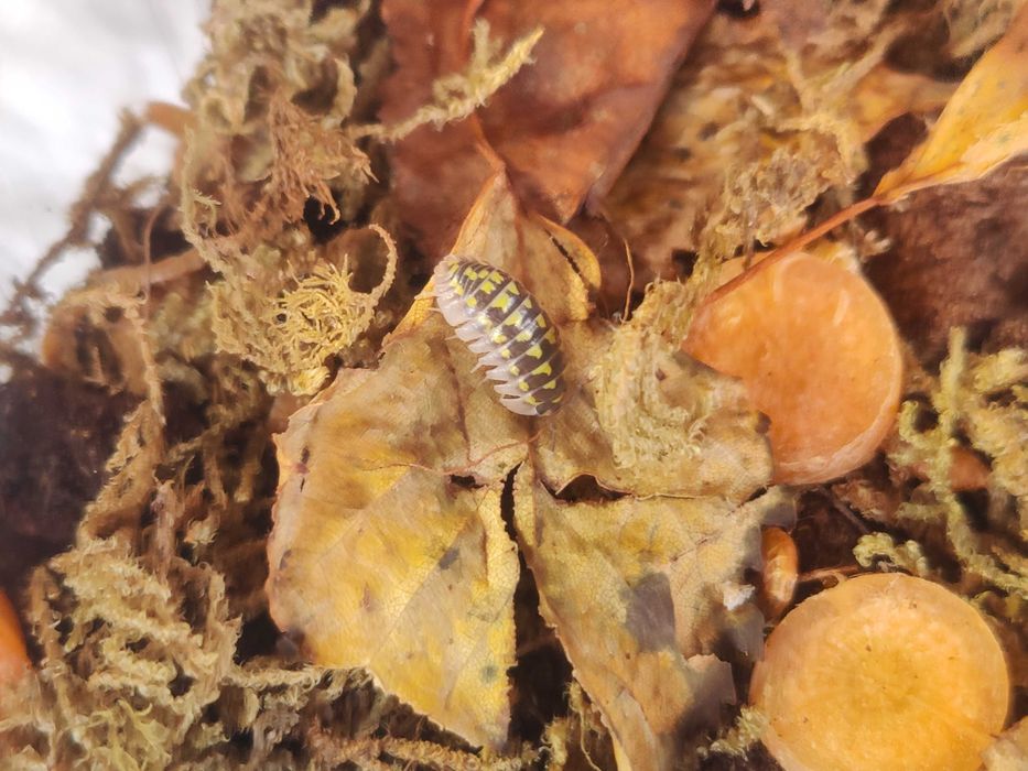 Izopode pentru terarii - Armadillidium gestroi