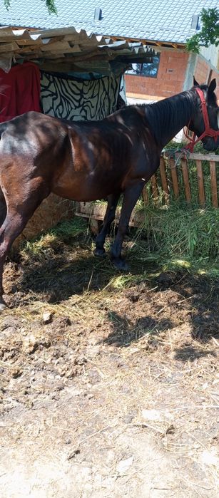 Vănd un cal de 10 ani  foarte bun de căruță