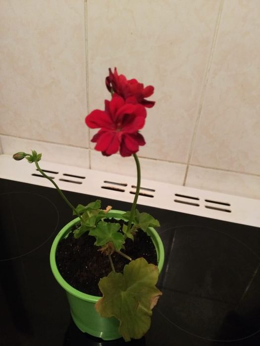 Герань,сансевиерия,бегония,колеус