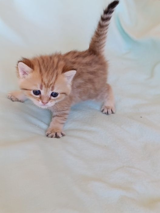 Scottish straight și fold  golden fetițe.