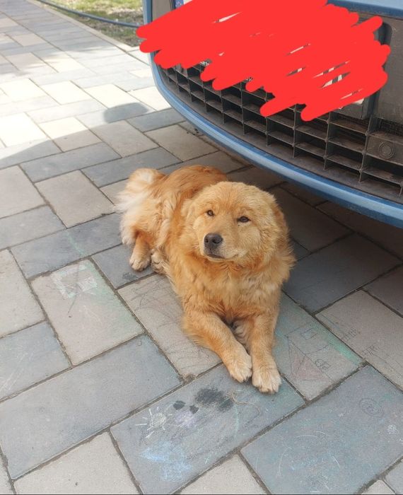 Donez sau dau la schimb pentru pui de husky