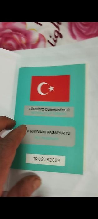 Овчи Кучук тозза Турция