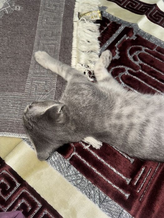 5 месячная кошка