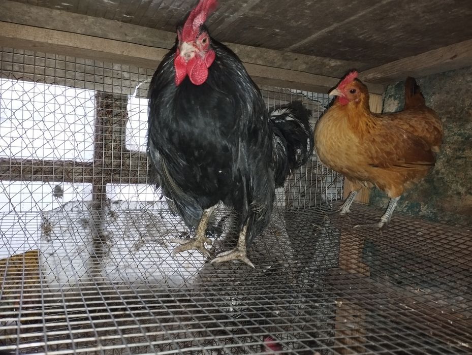 Бентамки на продажу!