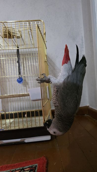 Jako afrika qushi To'tiqush papugay