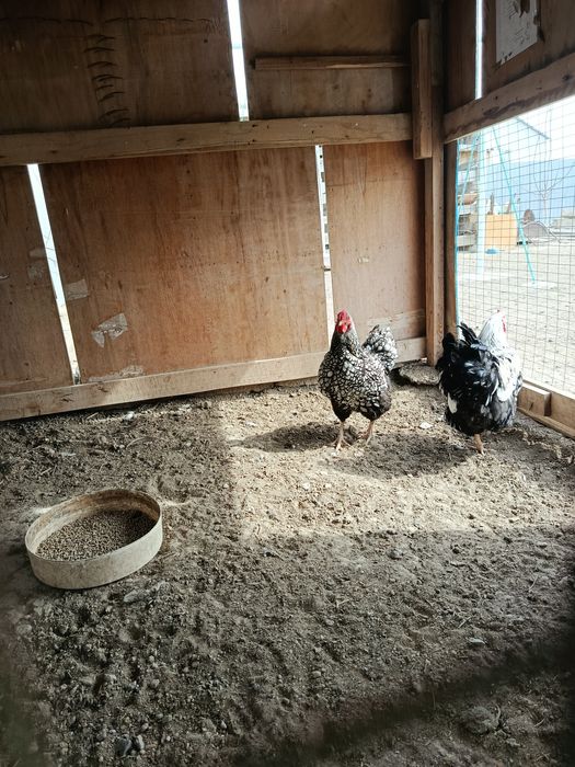 Куры Виандот Серебро...