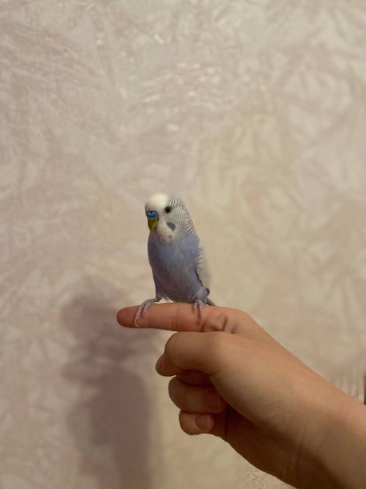 Волнистый попугай с клеткой