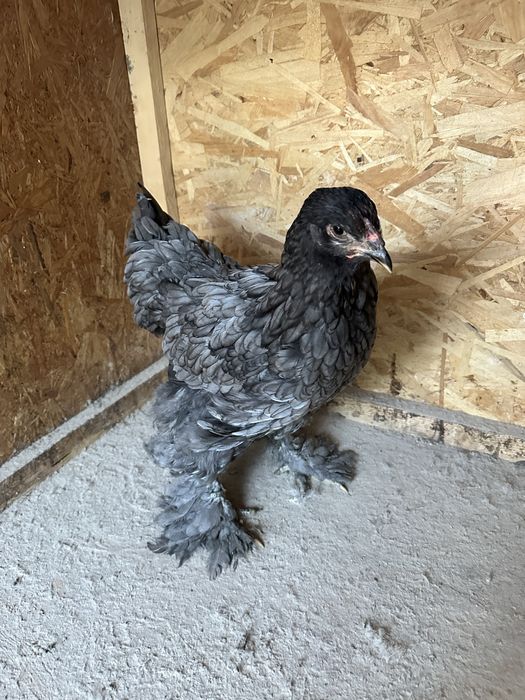 Familie brahma albastru  3+1