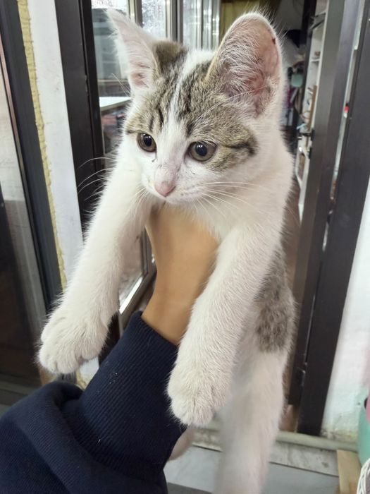 Отдам котенка в добрые руки