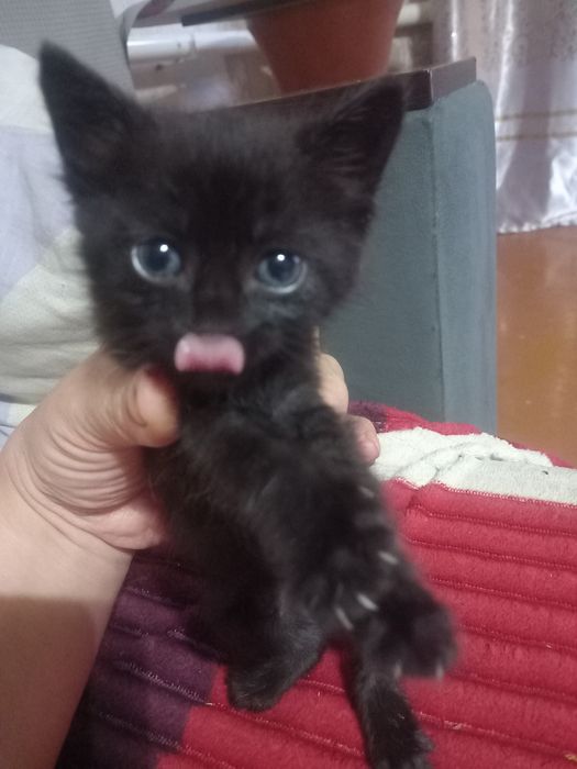 Отдам котенка чёрный окрас