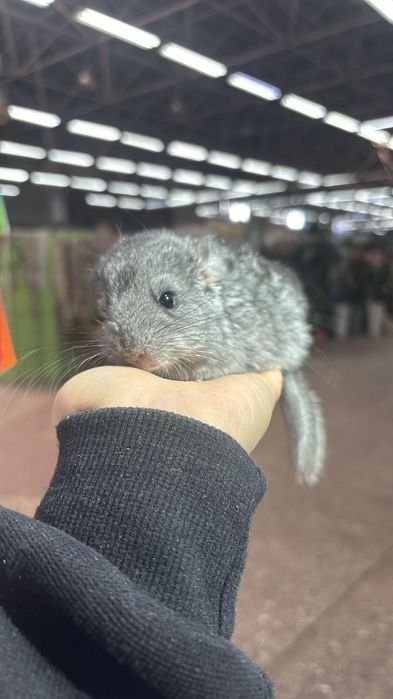 Шиншиллы Шиншиллы