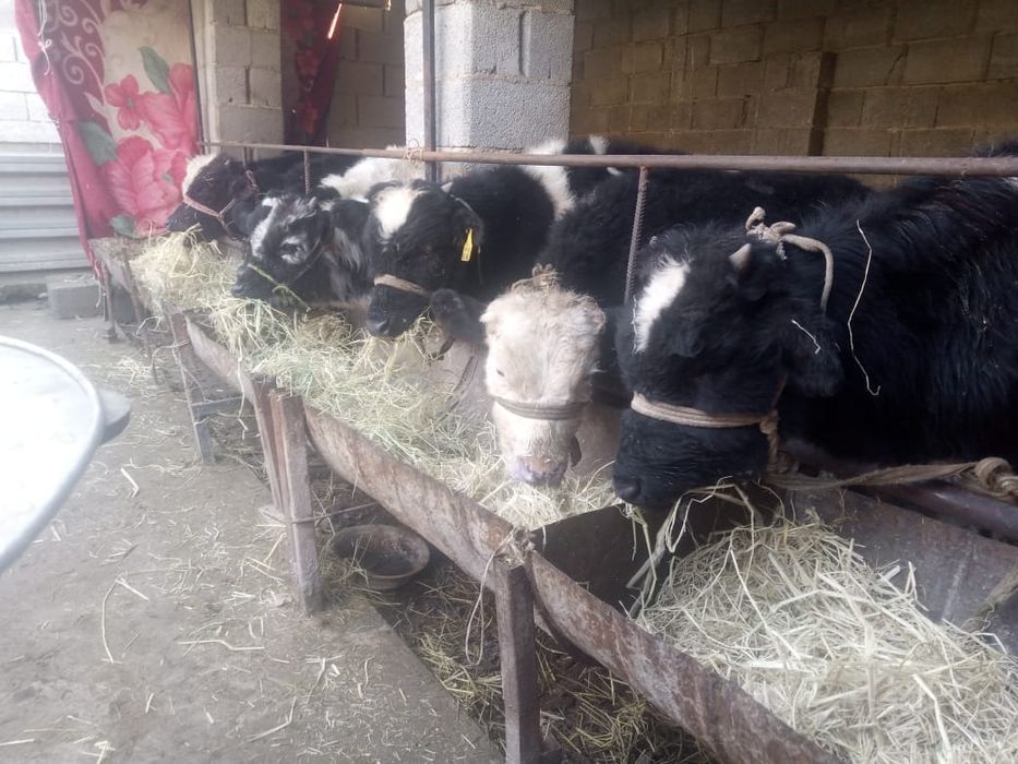 Бұқалар сатылады