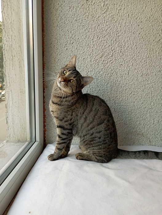 Тигра 1 годишна красавица.