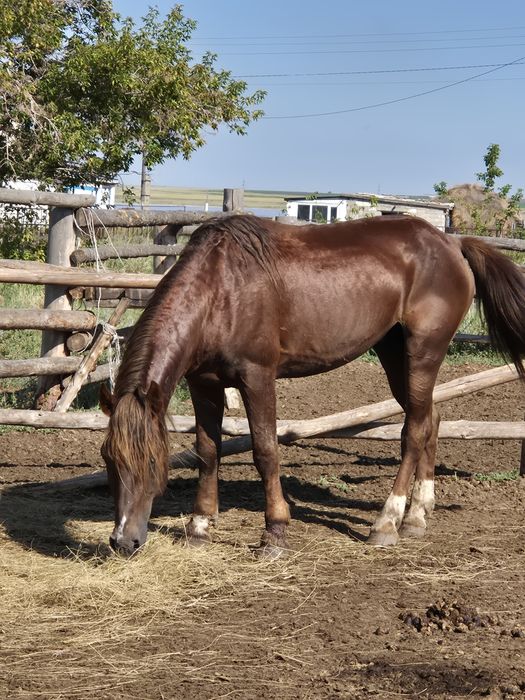 Продам?  Ездовой, Спокойный,