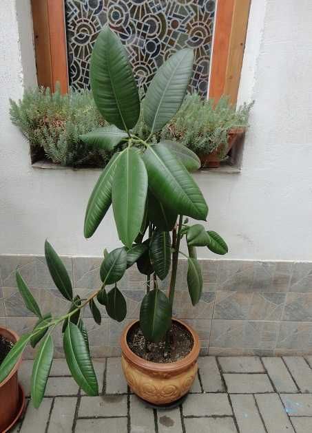 Ghivece din ceramica de  dimensiuni mari