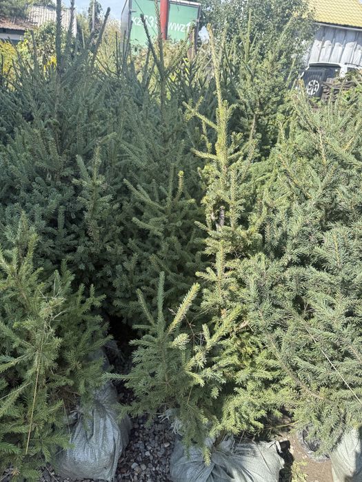 Продам Сибирскую Ель