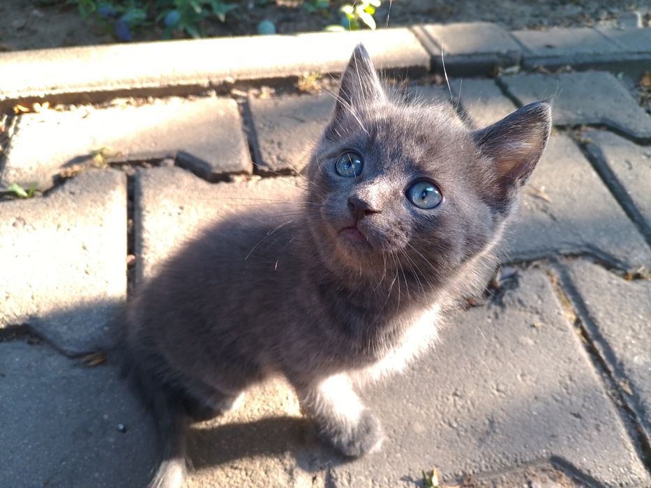 Отдам чудесных котят