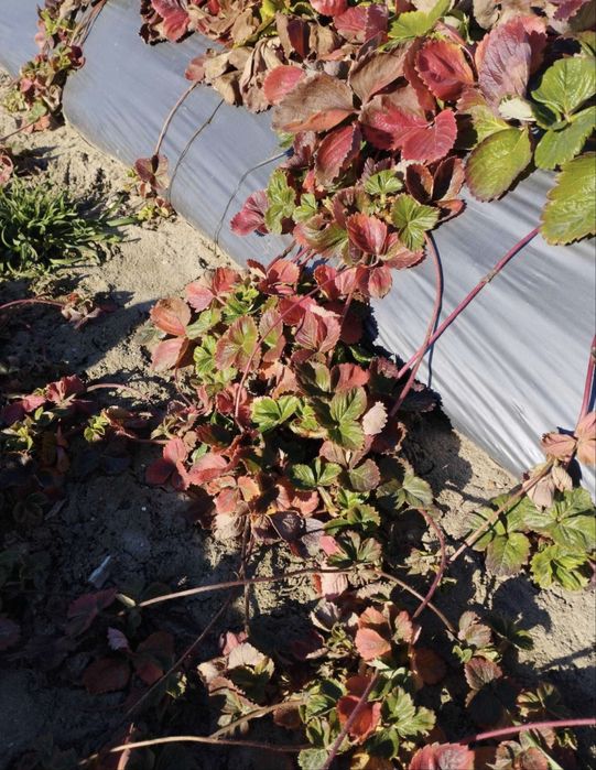 Разсад ягоди “АЛБА” 0.35ст.