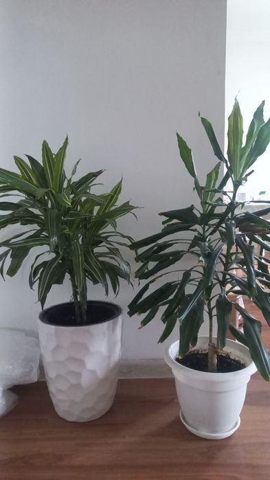 Комнатные цветы.