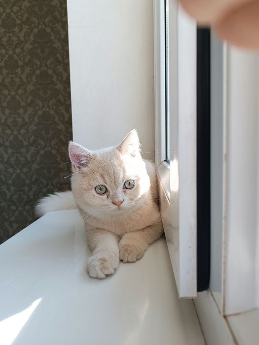 Шотландский скотишь страйт мальчик 6 месяца