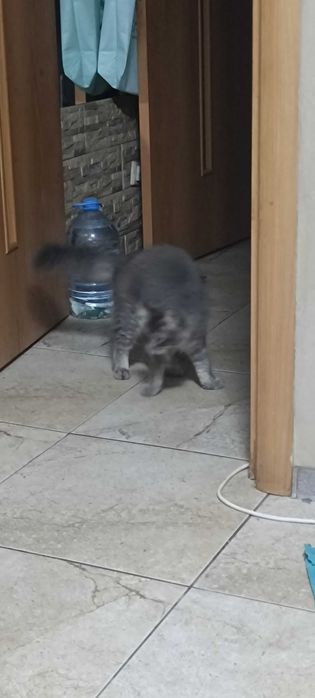 Котята . 4 месяца
