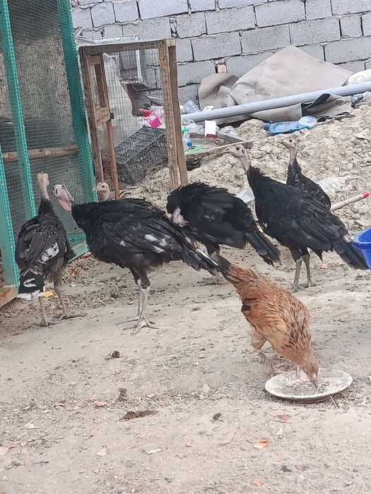 Kurkalar sotiladi damawniy