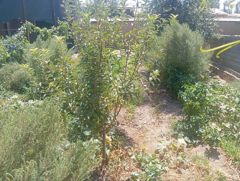 Yer Sotiladi 3 sotik. 1 sotigi 15000$