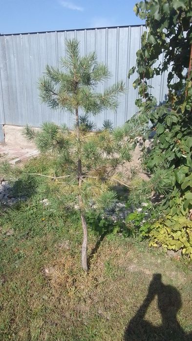 Продаю горные сосны