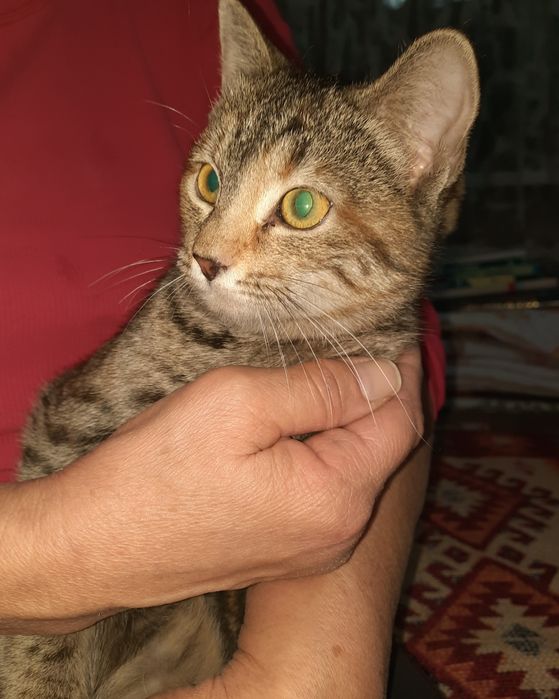 Котенок, ищет дом