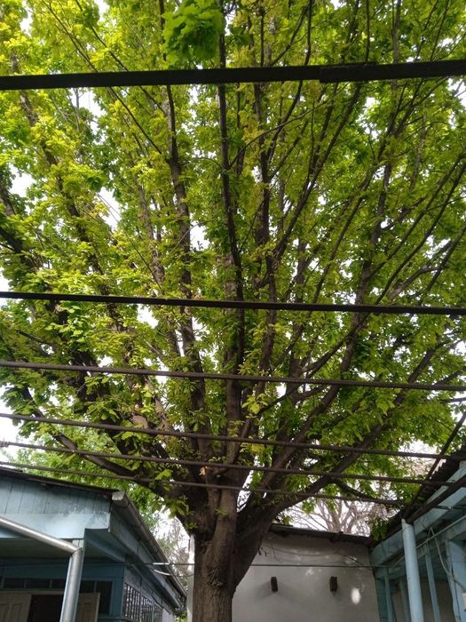 Саженцы Дуб дерево высотой до 2-метров