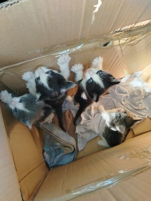 Отдам котят в добрые руки