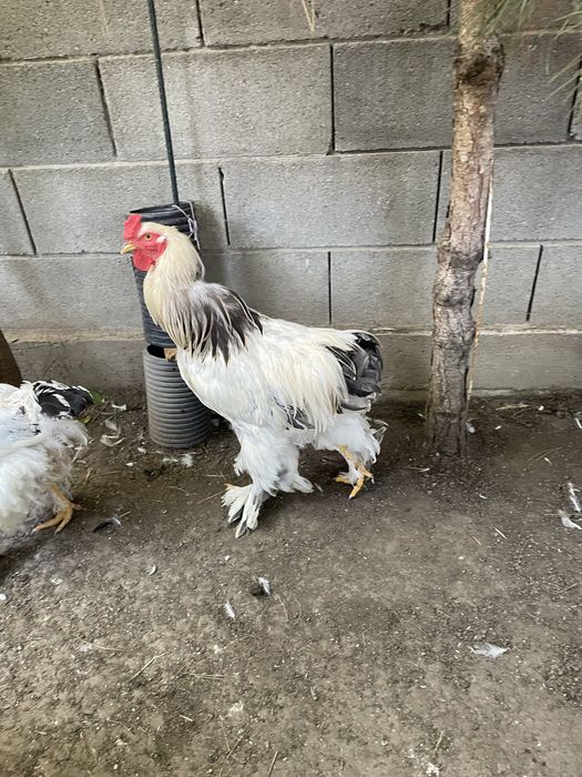 Cocos brahman de vanzare