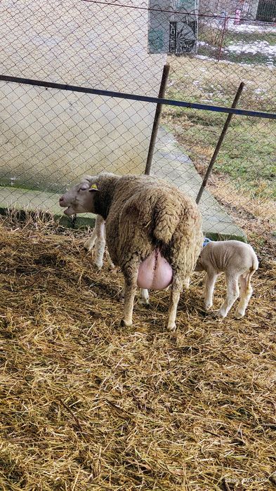 Vând oi Ile de France