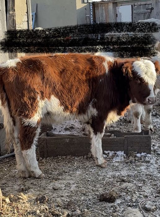 Продам двух бычков и телочку