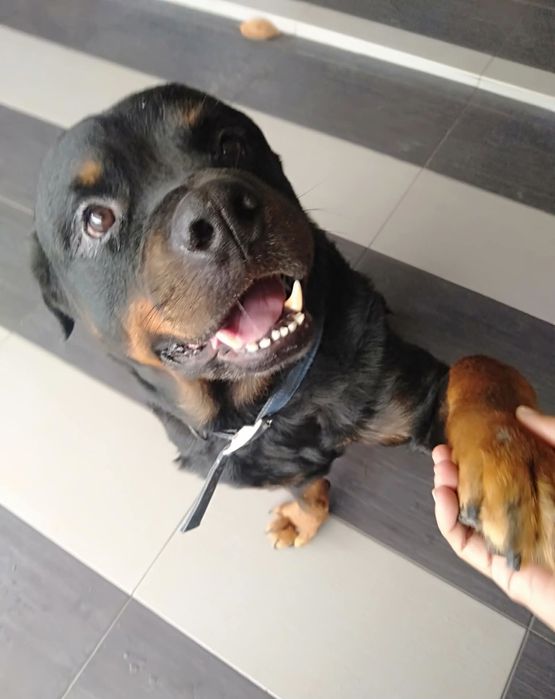 Pet Sitter Galati  Plimb caini, gazduiesc caini ,  pisici , pasari, rozatoare, soparle