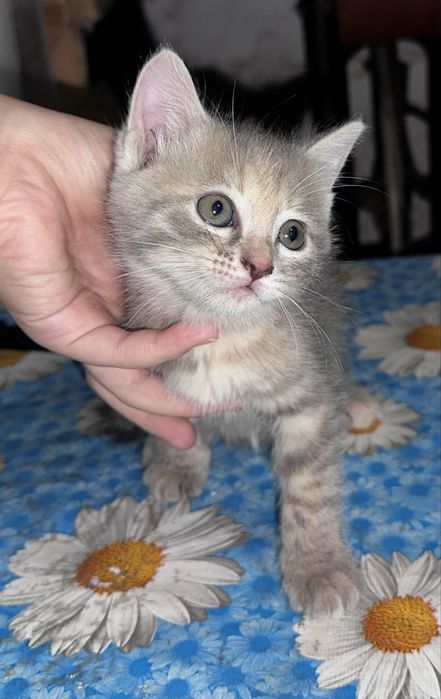 3 котенка бесплатно