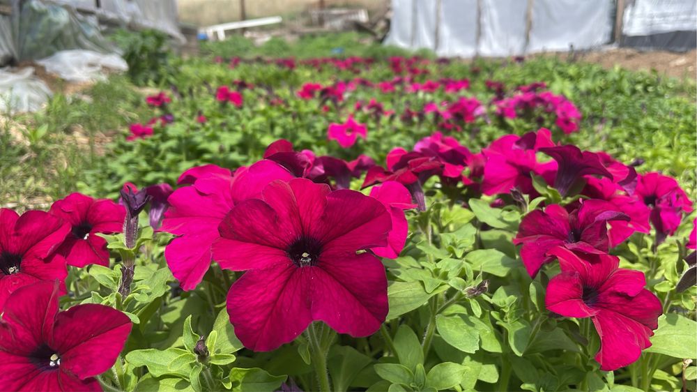 Петуния рассада цветы