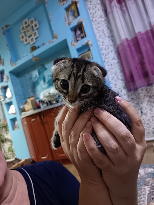 Вислоухие котята