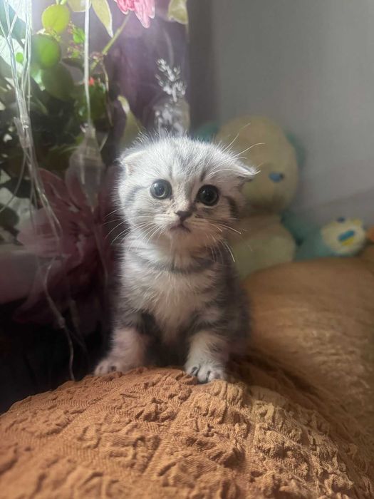 продам породистых котят