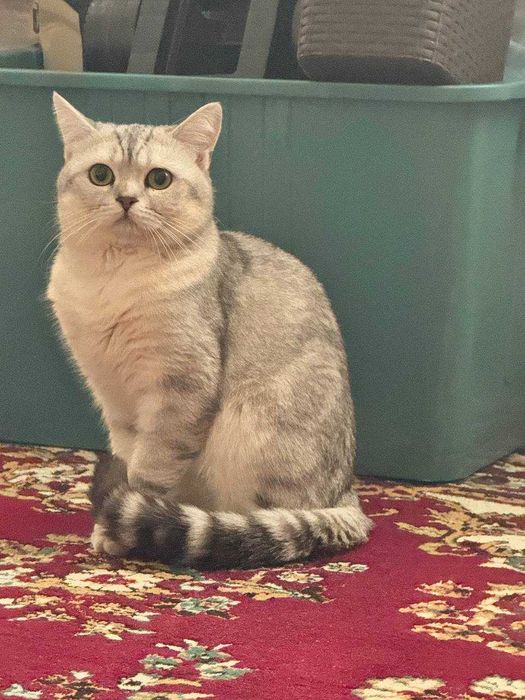 Продается чистокровная серебристая шиншилла