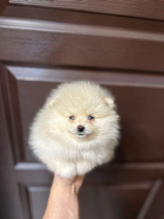 Мини померан.