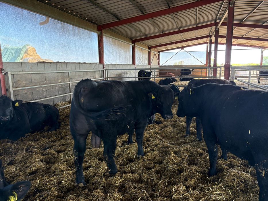 Tauri Aberdeen Angus