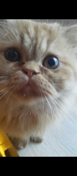 Pisica persana orange