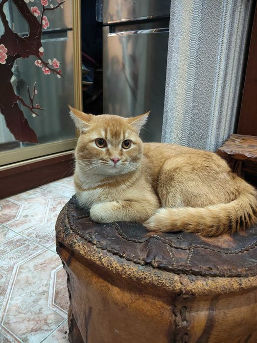 Кот для вязки в собственном замке
