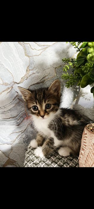 Ofer spre adoptie